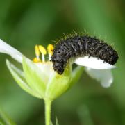 Galeruca tanaceti (Linnaeus, 1758) - Galéruque de la Tanaisie (larve)