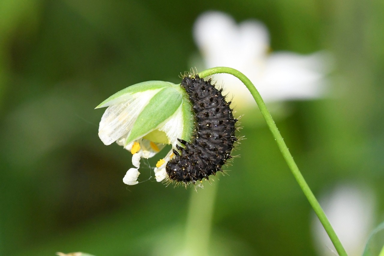 Galeruca tanaceti (Linnaeus, 1758) - Galéruque de la Tanaisie (larve)
