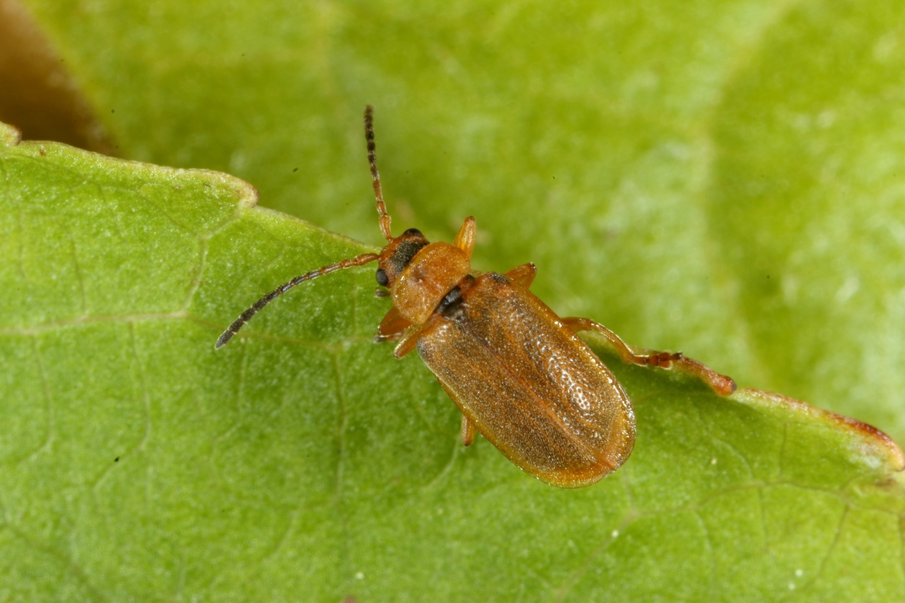 Galerucella pusilla / calmariensis