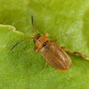 Galerucella pusilla / calmariensis