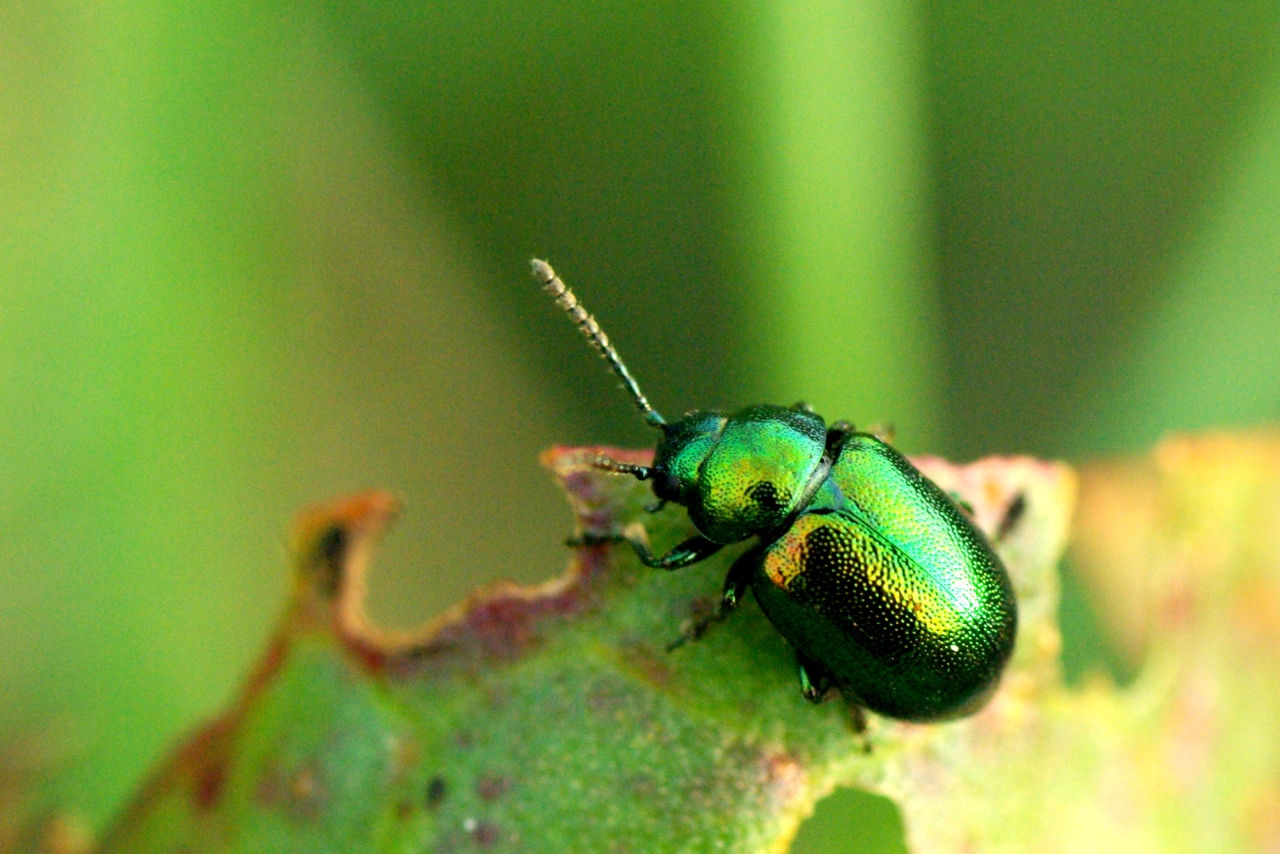 Gastrophysa viridula (De Geer, 1775) - Chrysomèle à gros ventre, Chrysomèle de l'Oseille