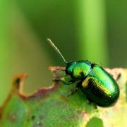 Gastrophysa viridula (De Geer, 1775) - Chrysomèle à gros ventre, Chrysomèle de l'Oseille