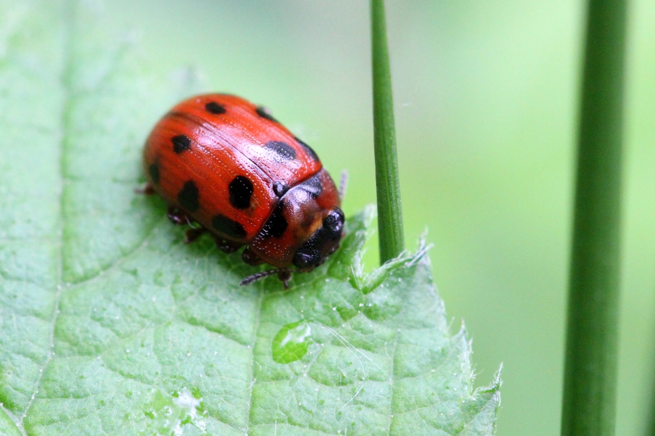 Gonioctena decemnotata (Marsham, 1802) - Chrysomèle des bois