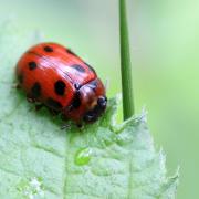 Gonioctena decemnotata (Marsham, 1802) - Chrysomèle des bois