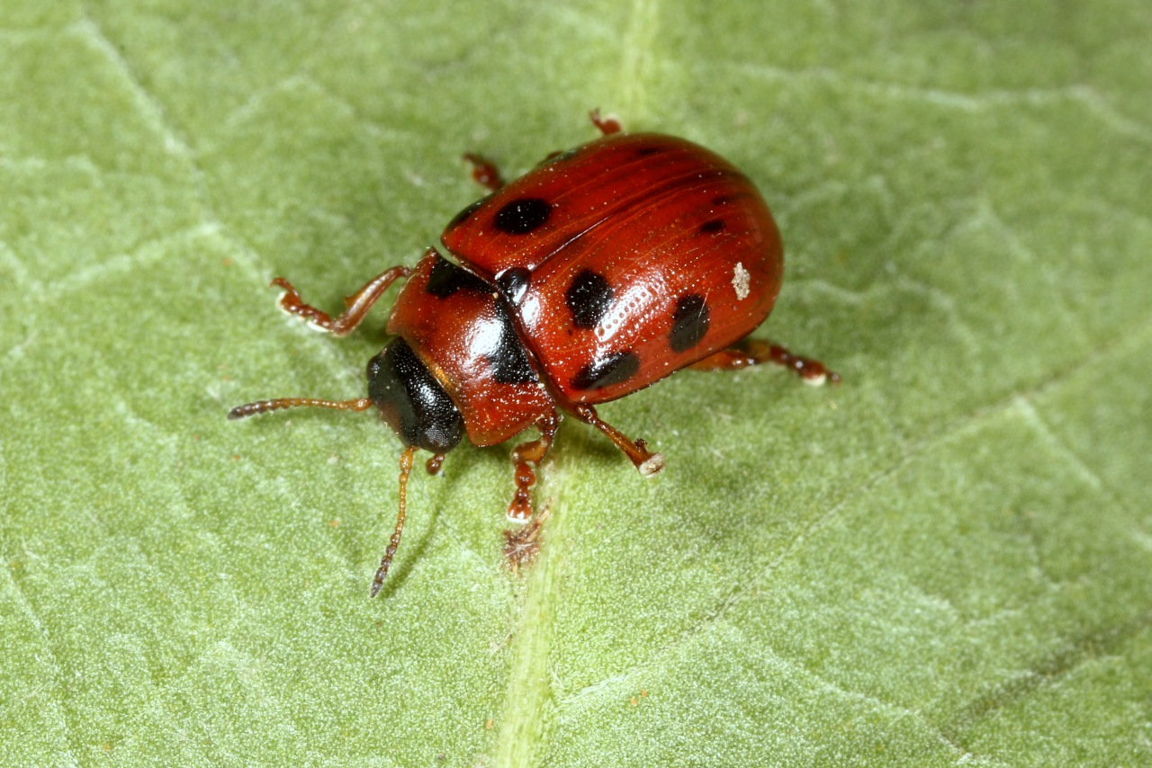 Gonioctena decemnotata (Marsham, 1802) - Chrysomèle des bois