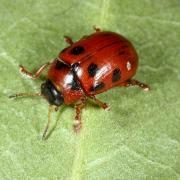 Gonioctena decemnotata (Marsham, 1802) - Chrysomèle des bois