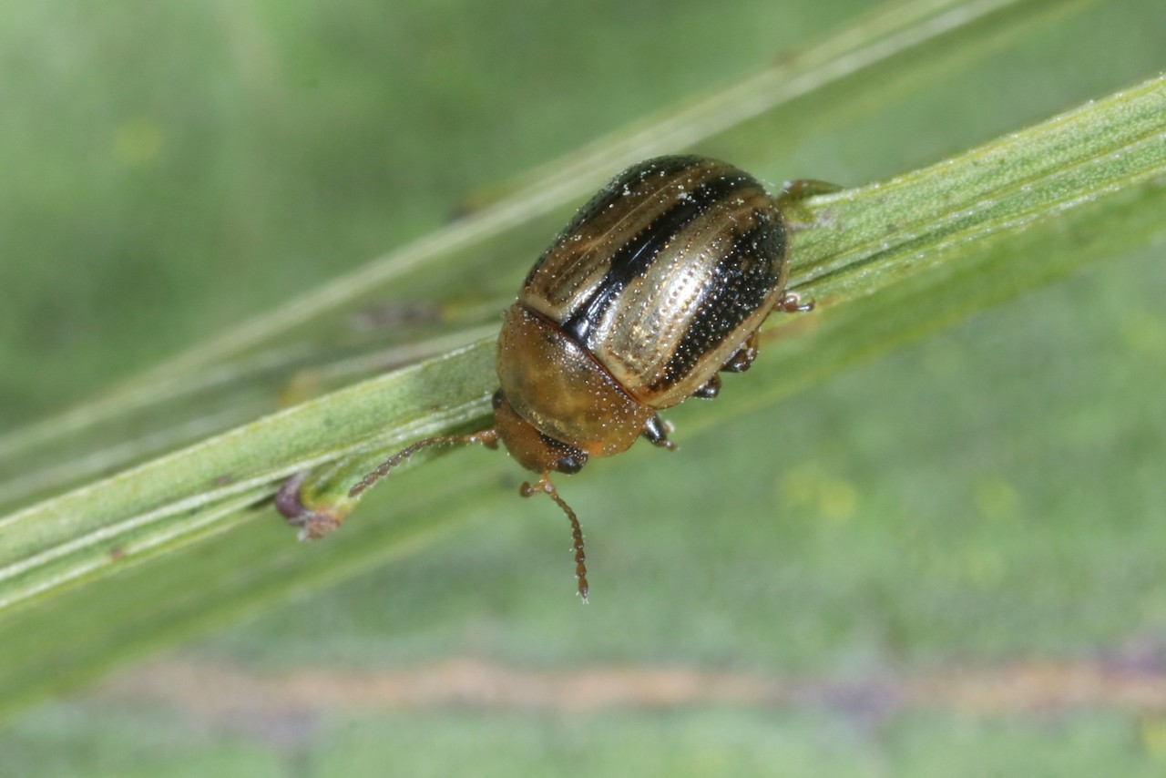 Gonioctena olivacea (Forster, 1771) - Chrysomèle du Genêt