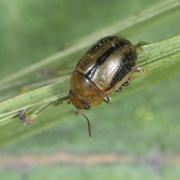 Gonioctena olivacea (Forster, 1771) - Chrysomèle du Genêt