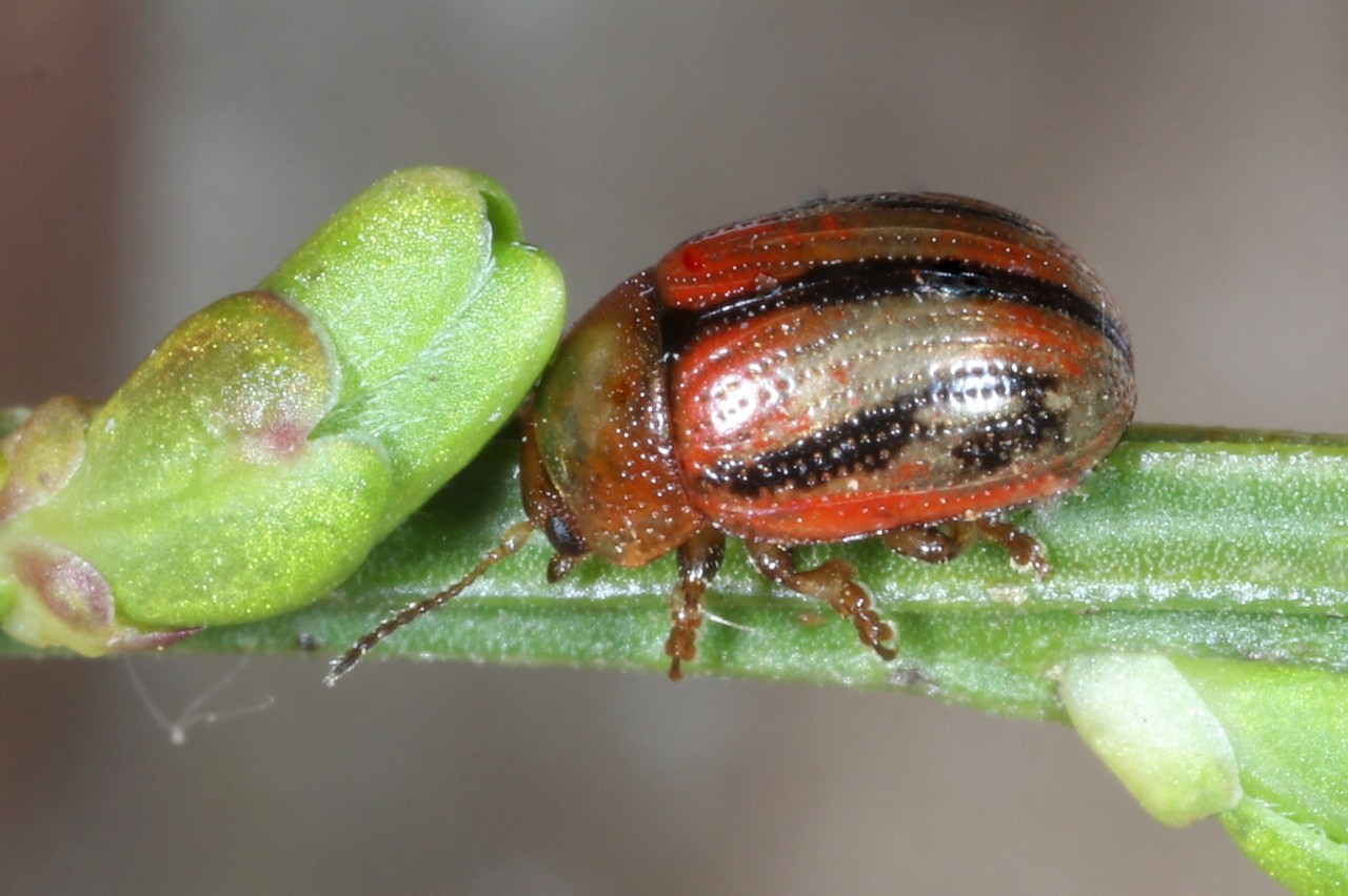 Gonioctena olivacea (Forster, 1771) - Chrysomèle du Genêt