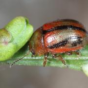 Gonioctena olivacea (Forster, 1771) - Chrysomèle du Genêt