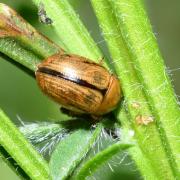 Gonioctena olivacea (Forster, 1771) - Chrysomèle du Genêt