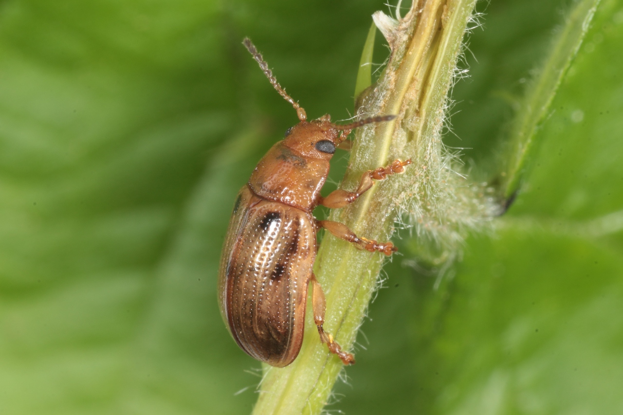 Gonioctena quinquepunctata (Fabricius, 1787) - Phytodecte à cinq points