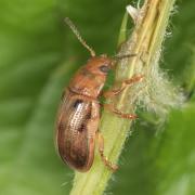 Gonioctena quinquepunctata (Fabricius, 1787) - Phytodecte à cinq points