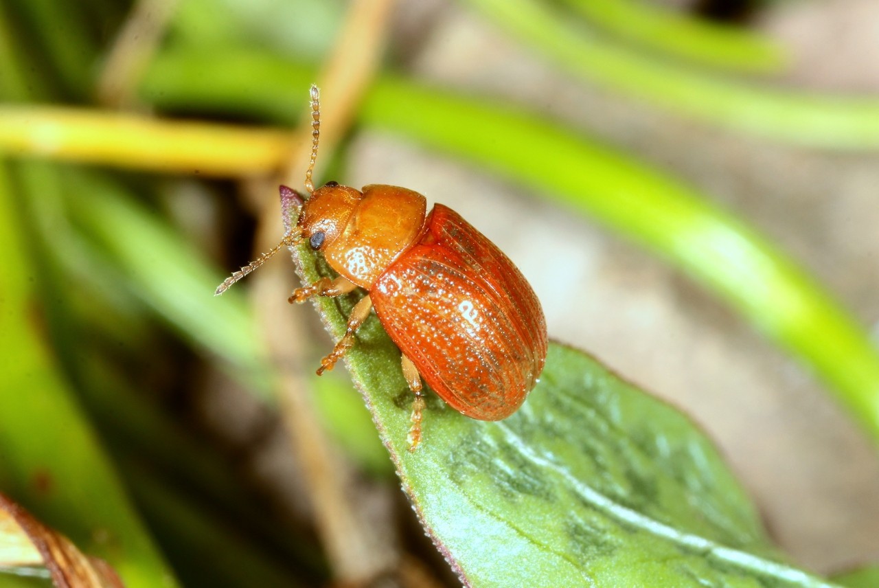 Gonioctena sp