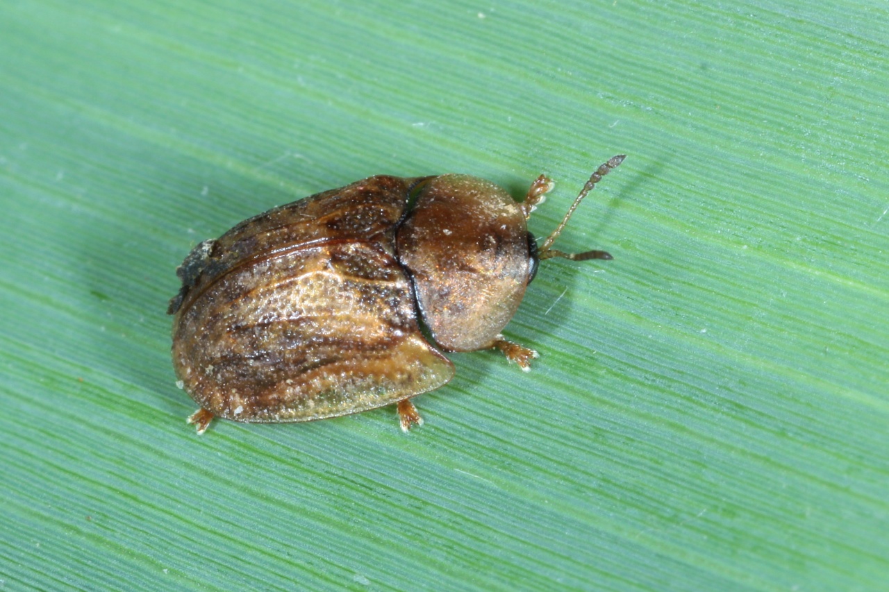 Hypocassida subferruginea (Schrank, 1776) - Casside subferrugineuse