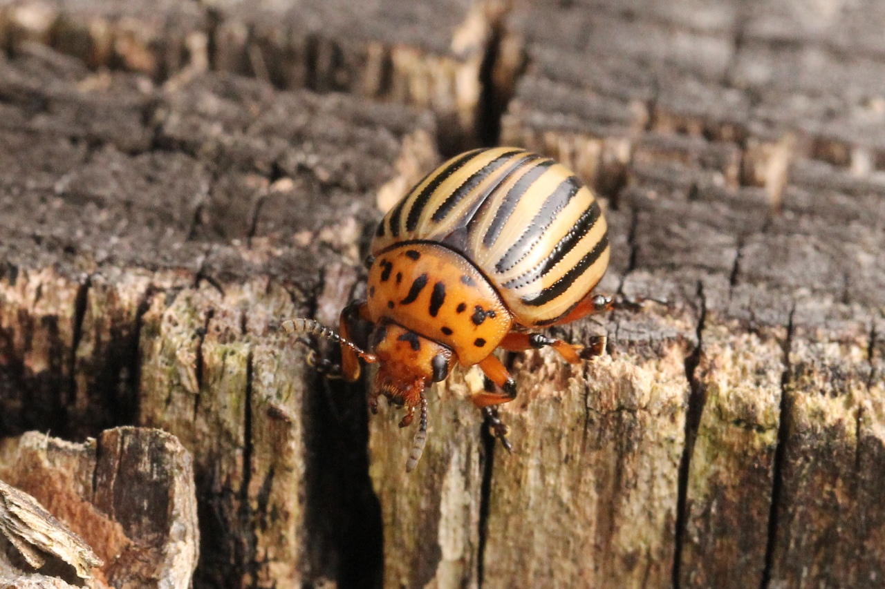 Leptinotarsa decemlineata (Say, 1824) - Doryphore