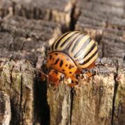 Leptinotarsa decemlineata (Say, 1824) - Doryphore