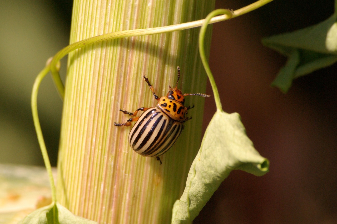 Leptinotarsa decemlineata (Say, 1824) - Doryphore