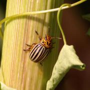 Leptinotarsa decemlineata (Say, 1824) - Doryphore