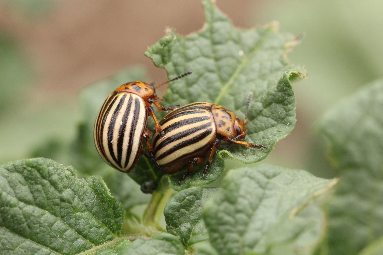 Leptinotarsa decemlineata (Say, 1824) - Doryphore