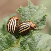 Leptinotarsa decemlineata (Say, 1824) - Doryphore