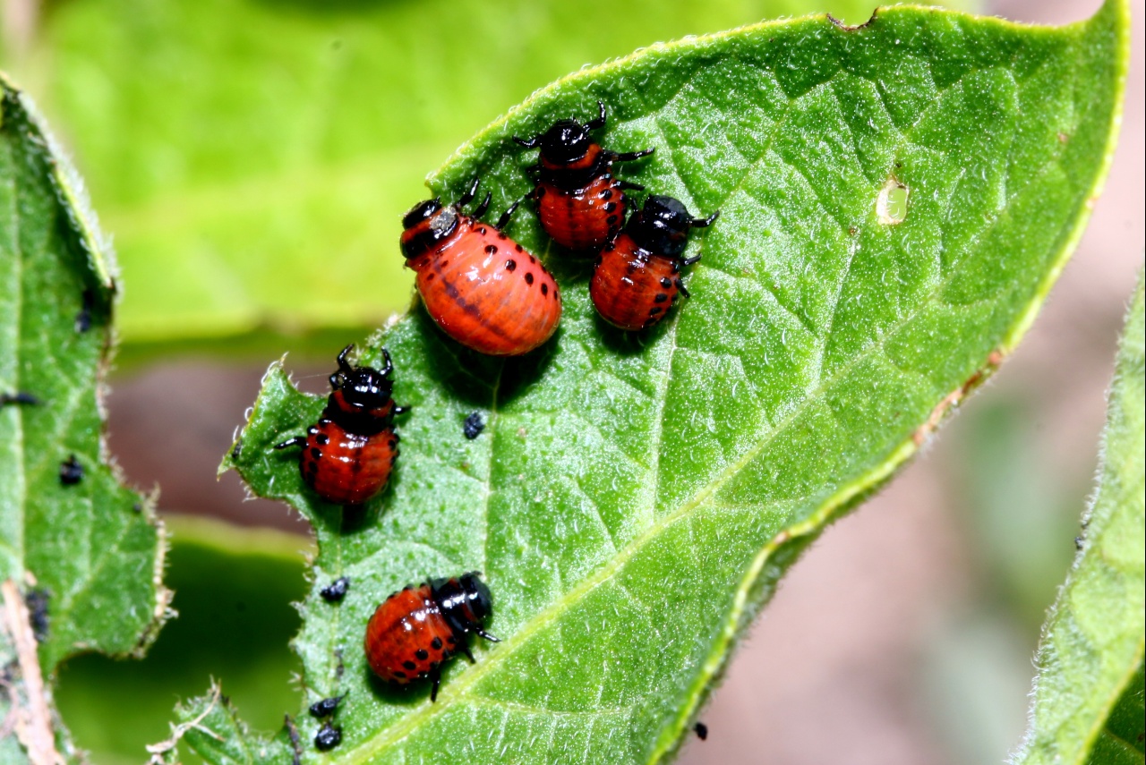 Leptinotarsa decemlineata (Say, 1824) - Doryphore (larves)