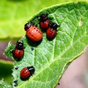 Leptinotarsa decemlineata (Say, 1824) - Doryphore (larves)