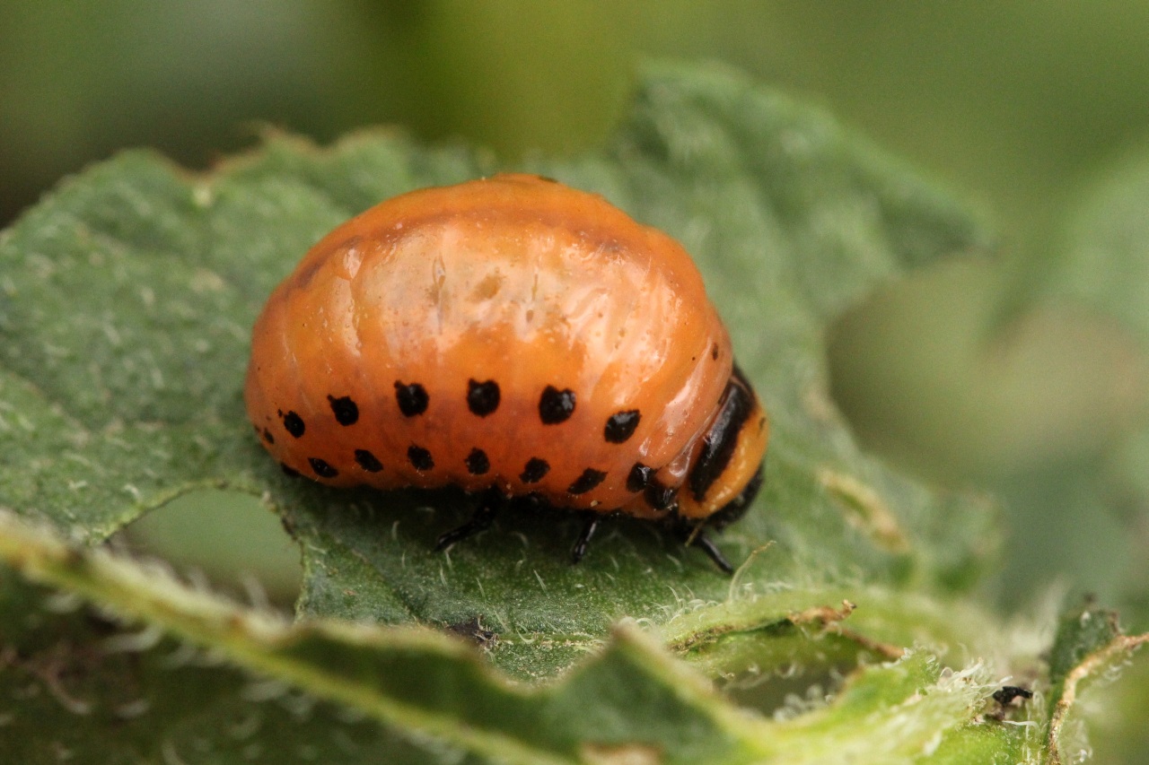 Leptinotarsa decemlineata (Say, 1824) - Doryphore (larve)