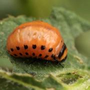 Leptinotarsa decemlineata (Say, 1824) - Doryphore (larve)