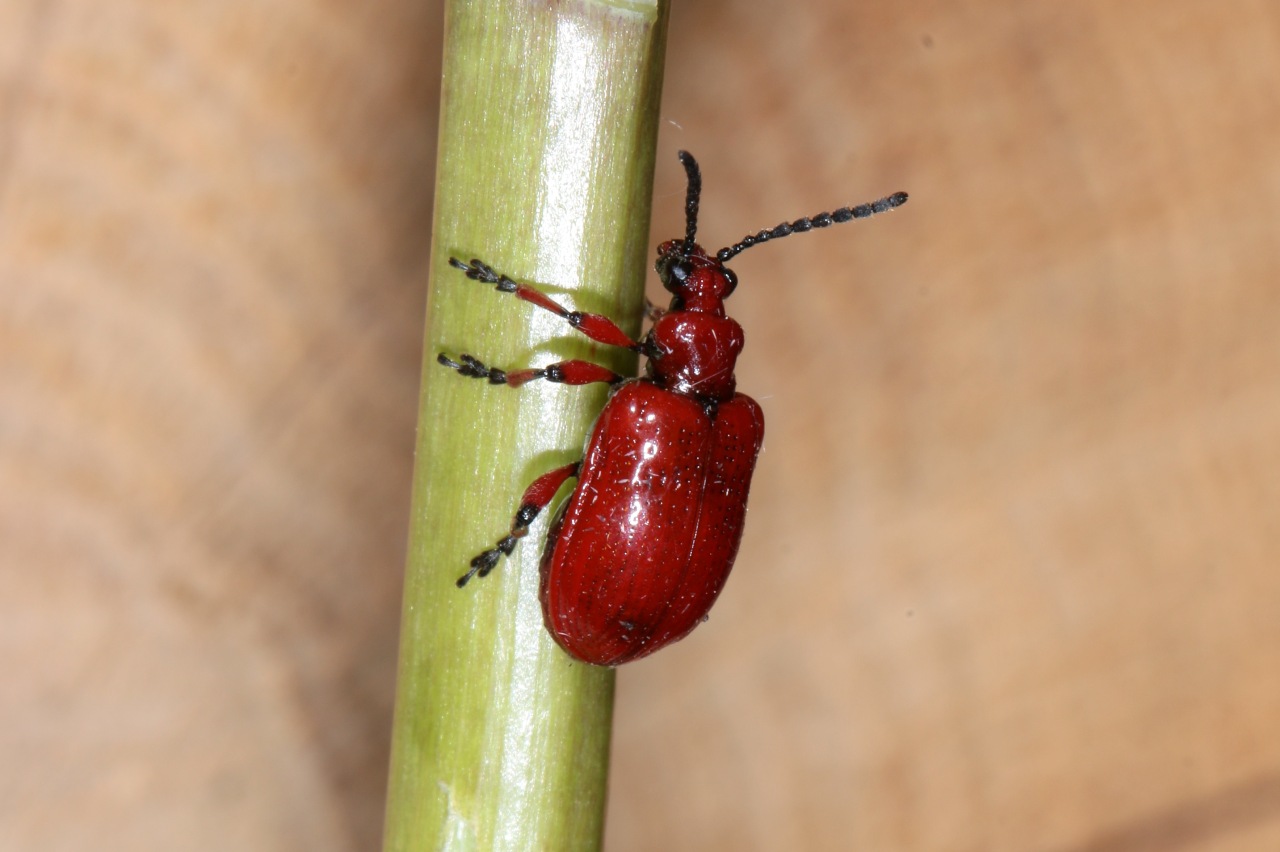 Lilioceris merdigera (Linnaeus, 1758) - Criocère du Muguet