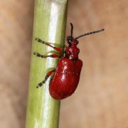 Lilioceris merdigera (Linnaeus, 1758) - Criocère du Muguet