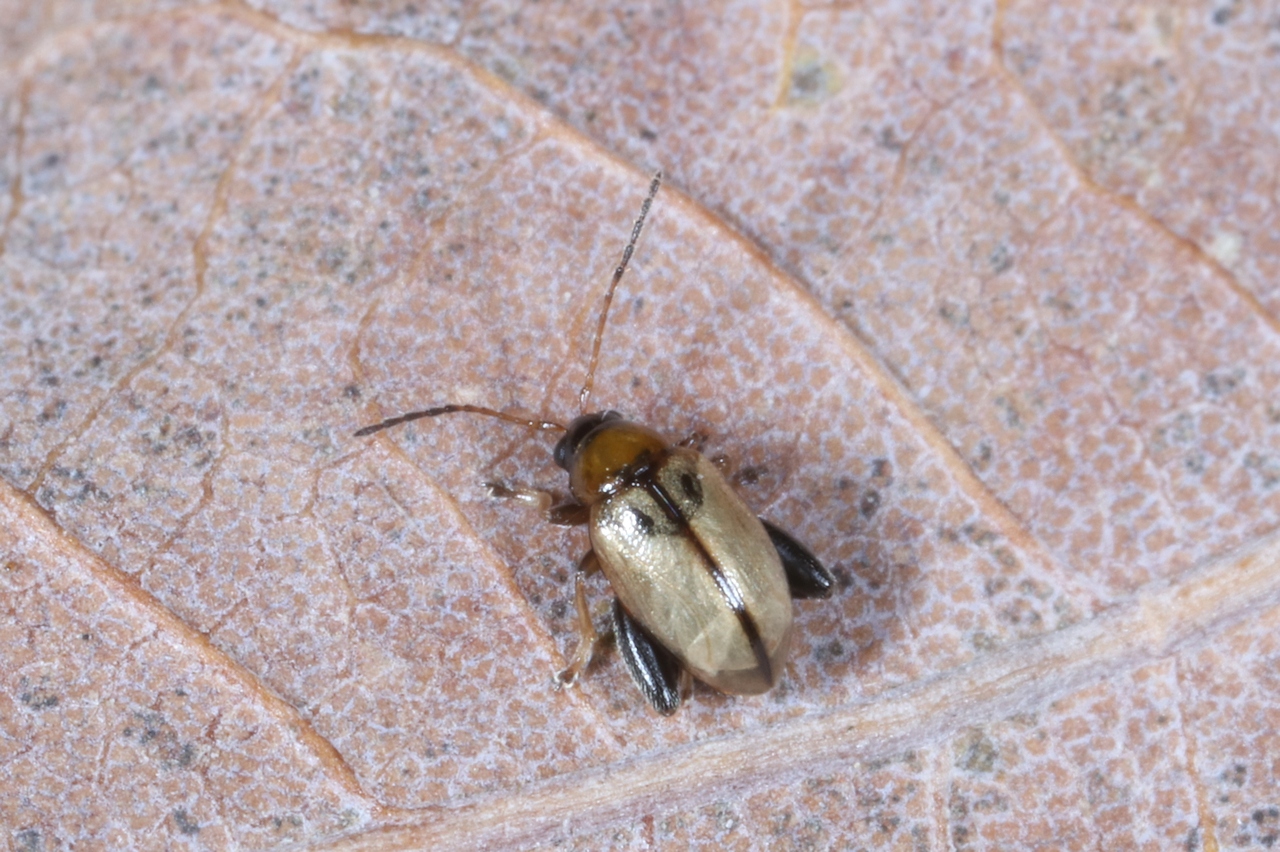 Longitarsus melanocephalus (De Geer, 1775)