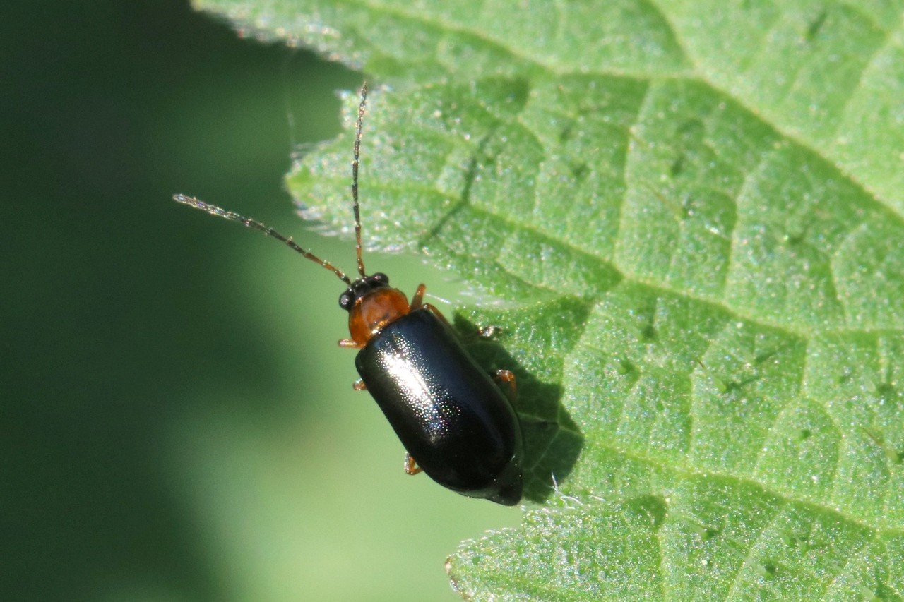 Luperus flavipes (Linnaeus, 1767) (femelle)