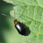 Luperus flavipes (Linnaeus, 1767) (femelle)