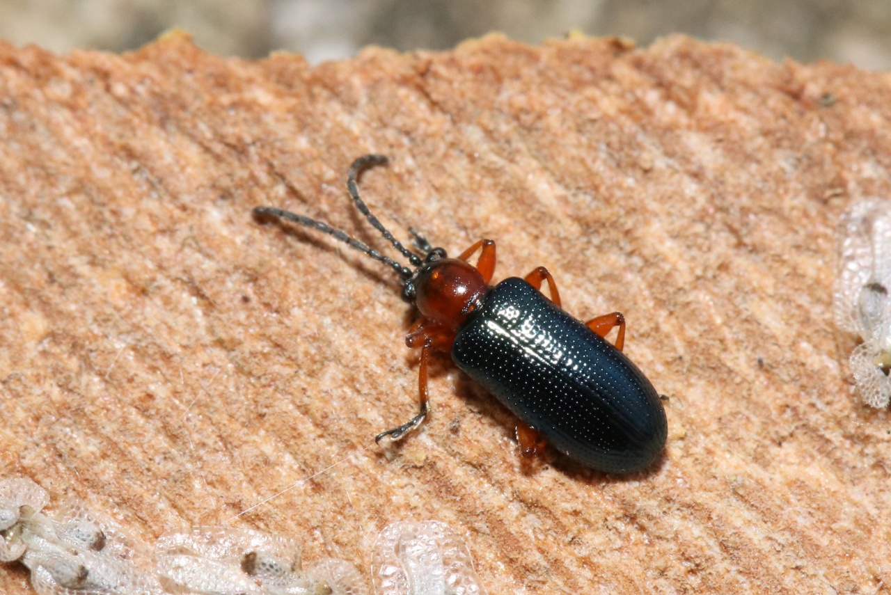 Oulema melanopus (Linnaeus, 1758) - Criocère des céréales, Léma à pieds noirs