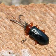 Oulema melanopus (Linnaeus, 1758) - Criocère des céréales, Léma à pieds noirs