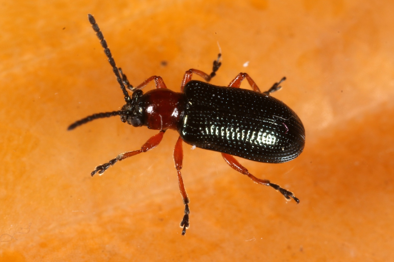 Oulema melanopus (Linnaeus, 1758) - Criocère des céréales, Léma à pieds noirs