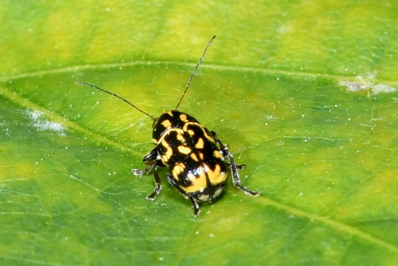 Pachybrachis tessellatus (Olivier, 1791)