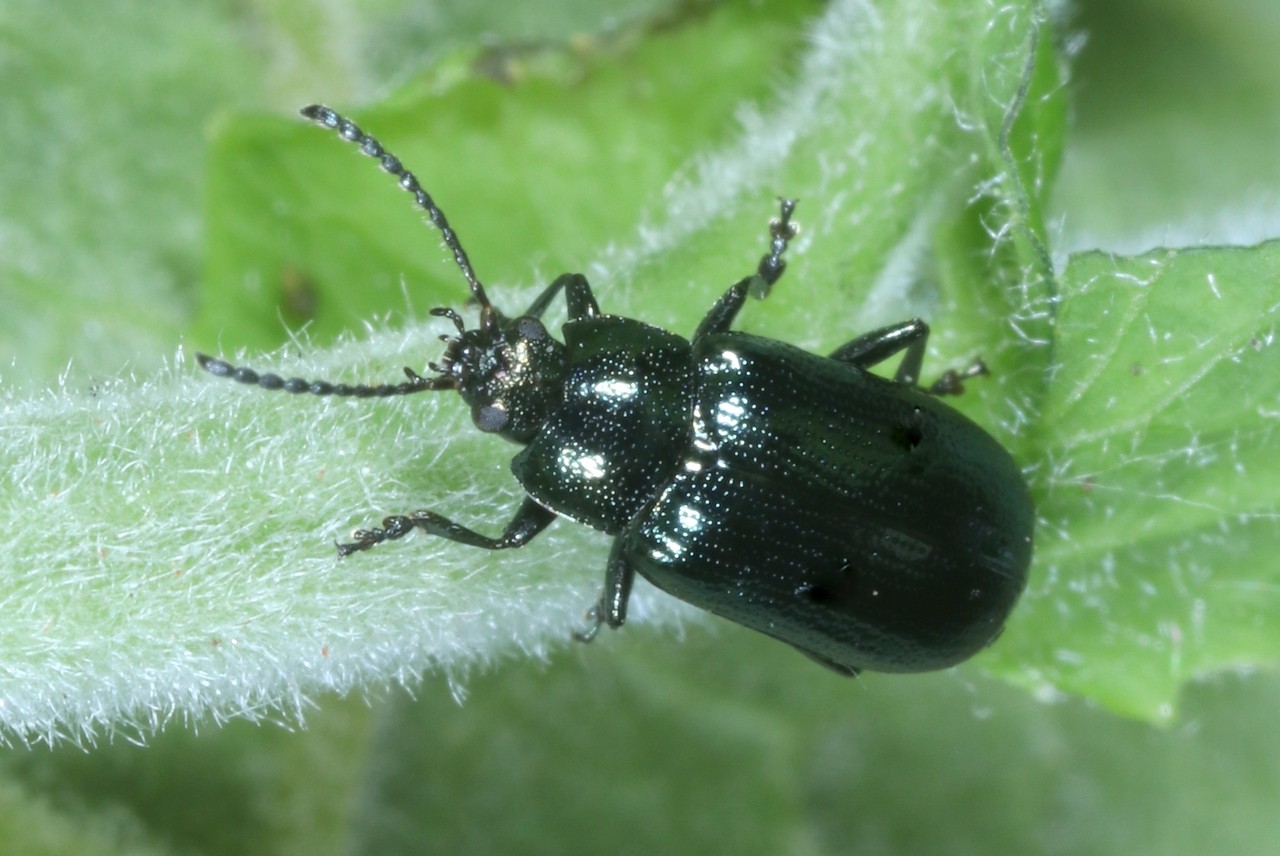 Phratora vulgatissima (Linnaeus, 1758)