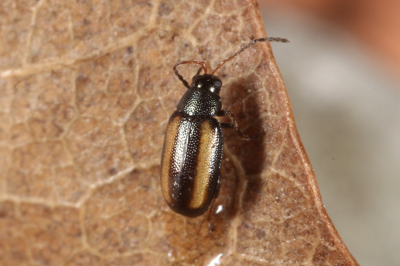 Phyllotreta christinae Heikertinger, 1941