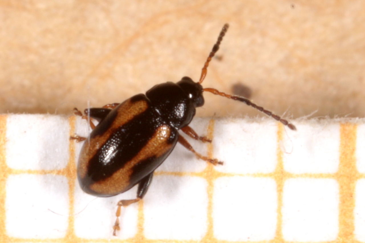 Phyllotreta ochripes (Curtis, 1837)