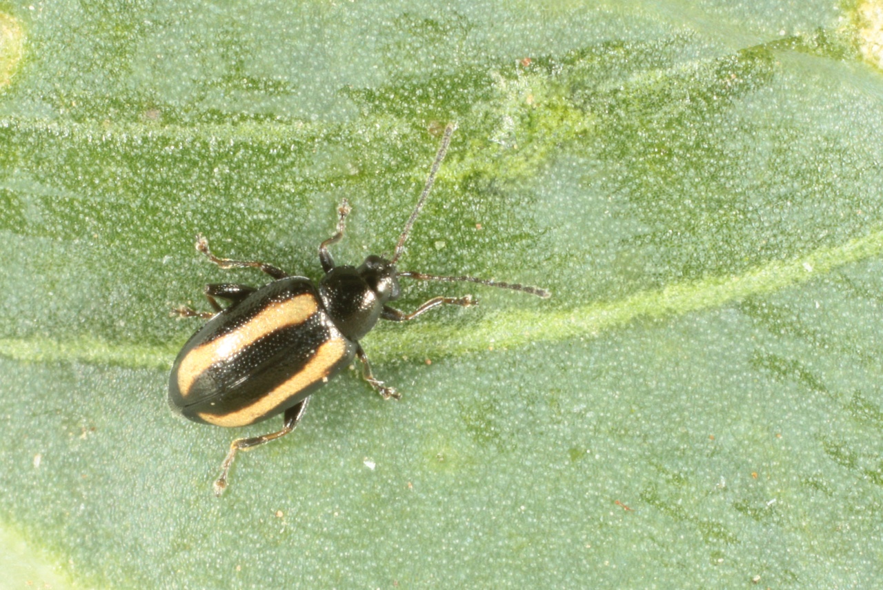 Phyllotreta undulata Kutschera, 1860 - Petite Altise des Crucifères