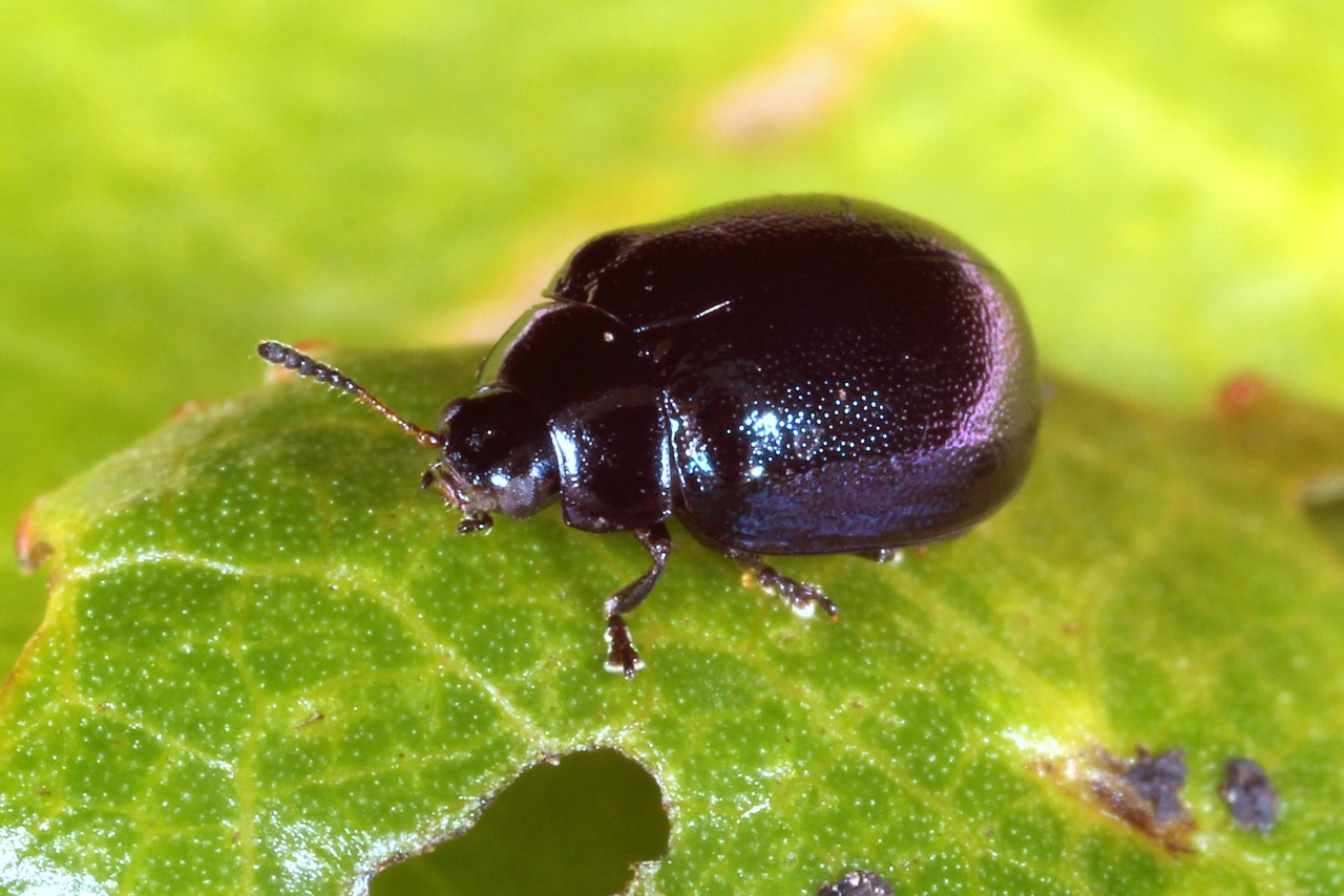 Plagiodera versicolora (Laicharting, 1781) - Chrysomèle versicolore du Saule