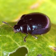 Plagiodera versicolora (Laicharting, 1781) - Chrysomèle versicolore du Saule