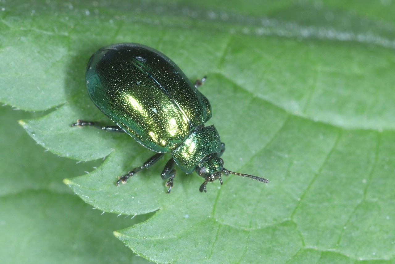 Plagiosterna aenea (Linnaeus, 1758) - Petit vertubleu