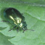 Plagiosterna aenea (Linnaeus, 1758) - Petit vertubleu