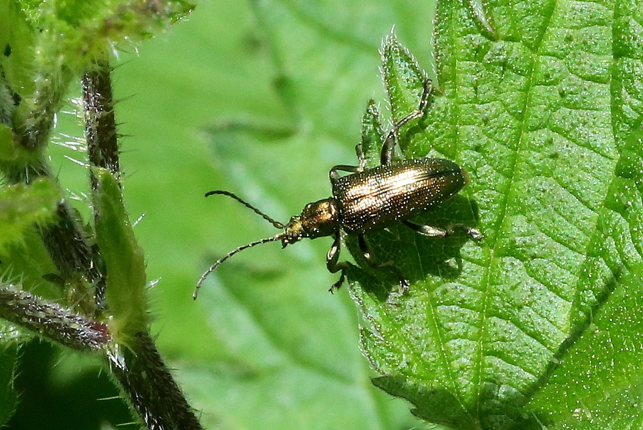 Plateumaris sericea (Linnaeus, 1758) - Plateumare soyeux