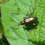 Plateumaris sericea (Linnaeus, 1758) - Plateumare soyeux