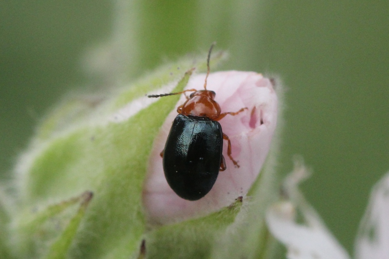 Podagrica fuscicornis (Linnaeus, 1767) - Altise de la Guimauve, Altise à antennes brunes