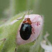 Podagrica fuscicornis (Linnaeus, 1767) - Altise de la Guimauve, Altise à antennes brunes